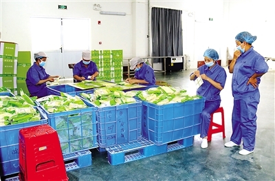 农产品丰收促进地方经济蓬勃发展